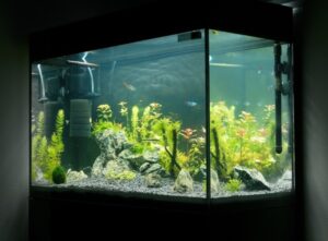 Rodi system for aquarium