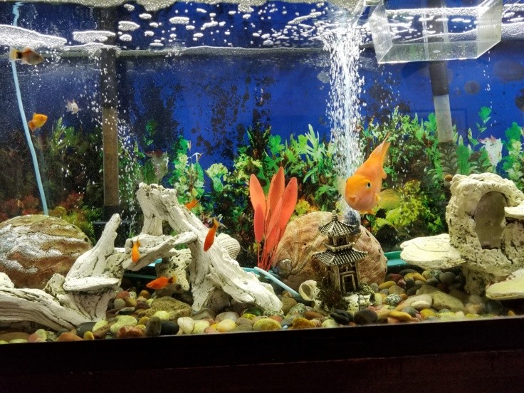 aquarium water filtration system