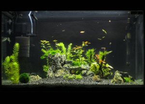 water filtration system fish tank