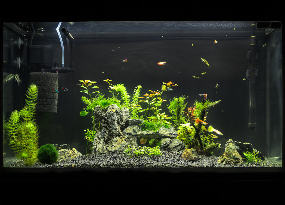 water filtration system fish tank